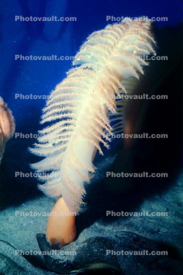Sea Pen, (Ptilosarcus gurneyi)