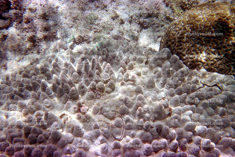 Coral Reef, Solomon Islands