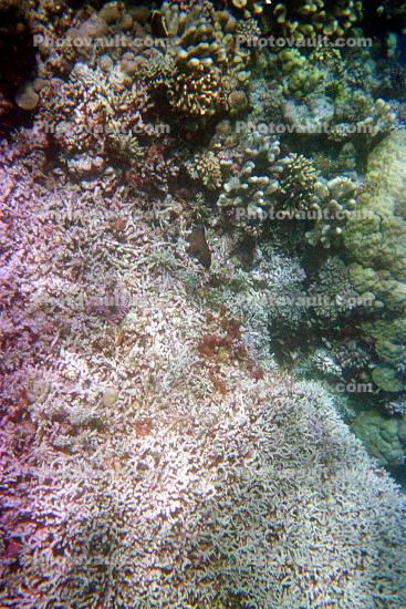 Coral Reef, Solomon Islands