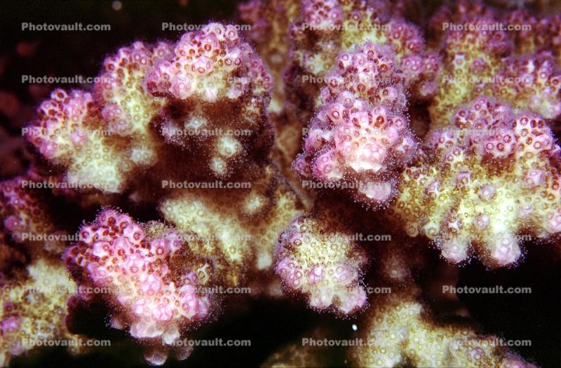 Rasberry Coral, Red Sea