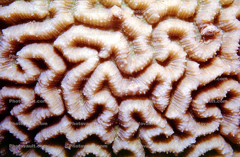 Brain Coral, Red Sea