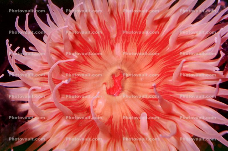 Fish-eating anemone, (Tealia piscivora)