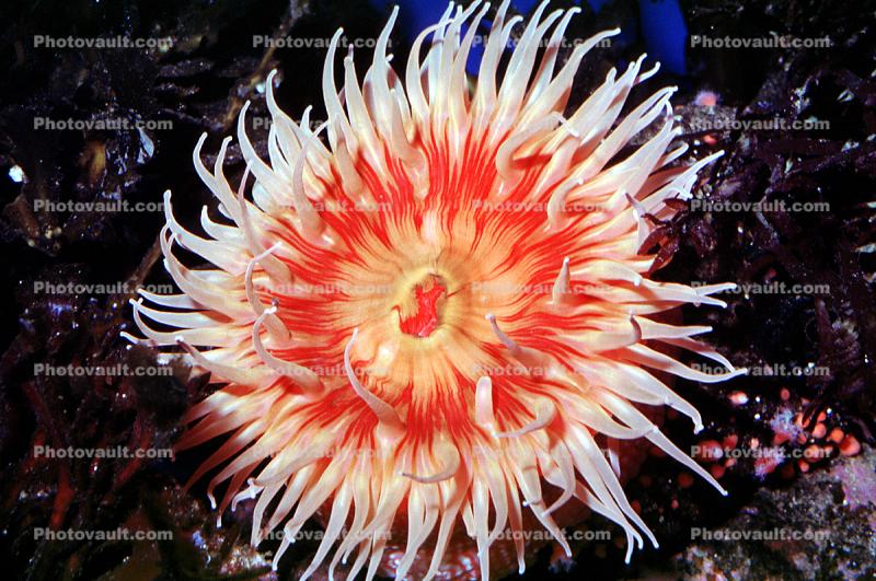 Fish-eating anemone (Tealia piscivora)