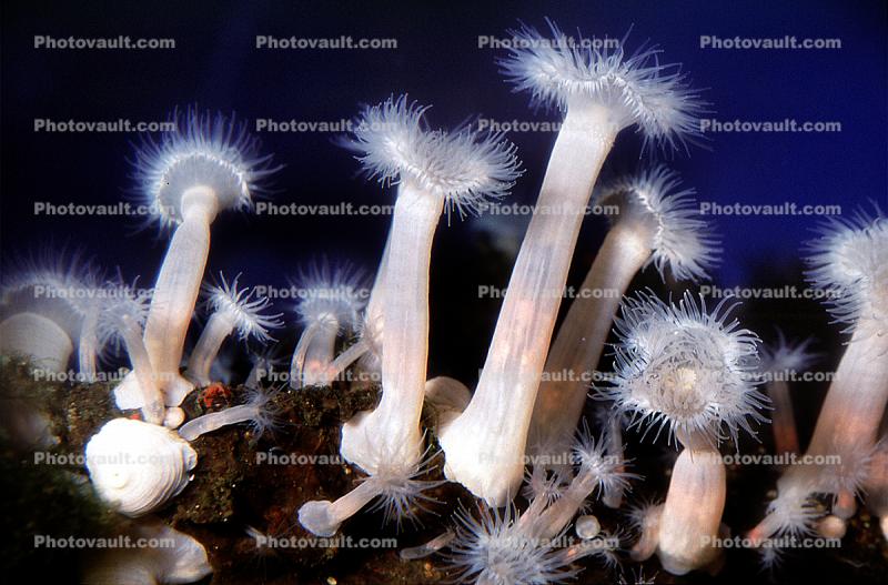 Plumose Anemone, Frilled Anemone, (Metridium farcimen), Actiniaria, Metridiidae