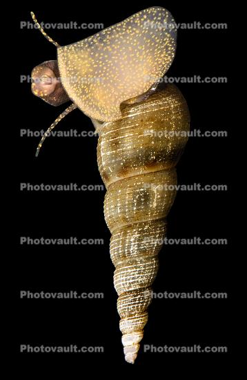 Freshwater Snail, spiral