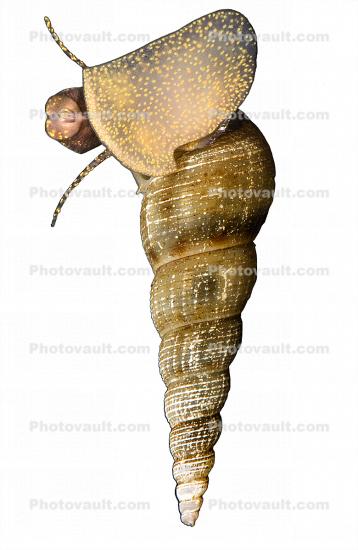 Freshwater Snail photo-object, spiral, shell, object, cut-out, cutout
