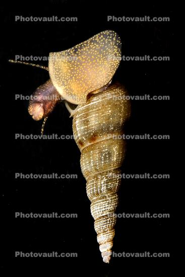 Freshwater Snail, spiral, shell