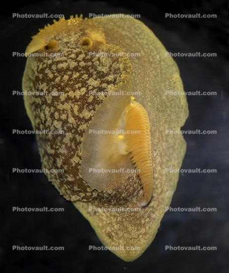 California Giant Sea Slug, (Pleurobranchaea californica)