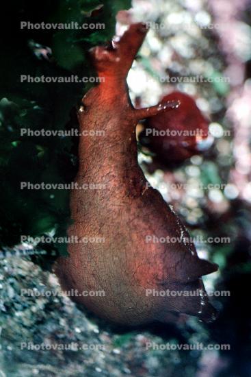 California Sea Hare, slug, (Aplysia californica), Aplysioidea, Aplysiidae