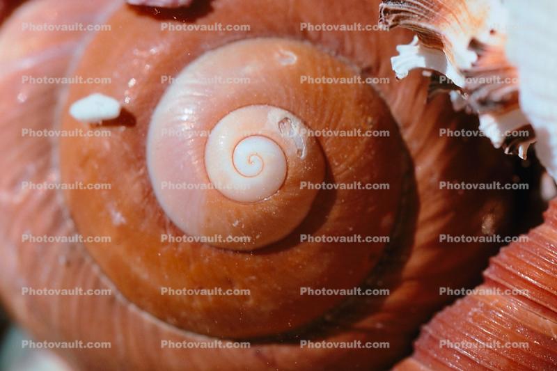 Shell, Snail, sea shell, spiral, seashell, Sea, Marine