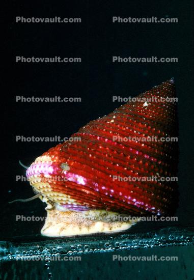 Jeweled Top Snail, (Calliostoma annulatum), Trochoidea, Calliostomatidae, Calliostomatinae, purple-ring topsnail, blue-ring topsnail