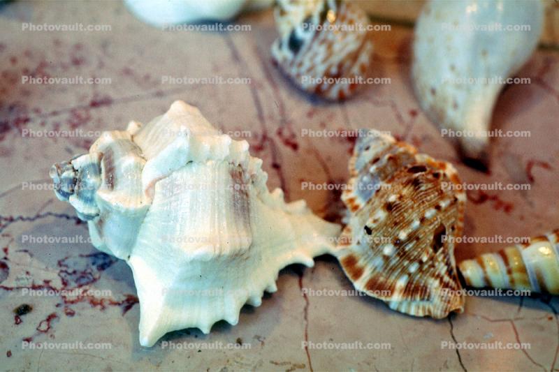 Sea Snail Shells