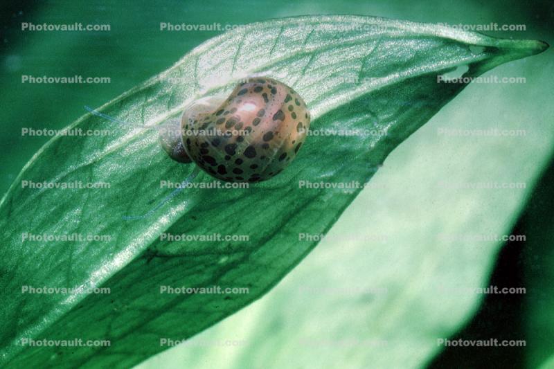 Ramshorn Snail, freshwater