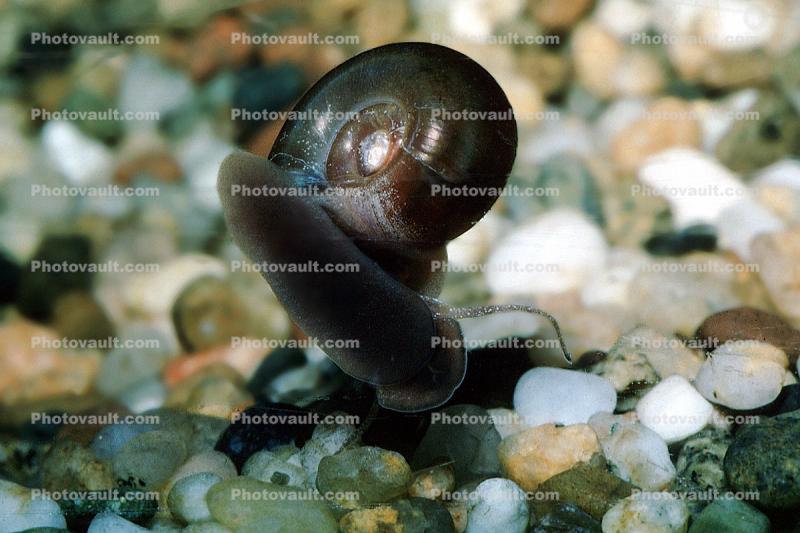 Ramshorn Snail, freshwater