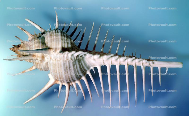 Venus comb murex, (Murex pecten), Muricidae, large predatory sea snail, Seashell