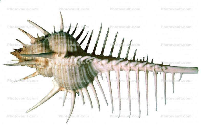 Venus comb murex photo-object, object, cut-out, cutout, photo object, (Murex pecten), Muricidae, large predatory sea snail, Seashell