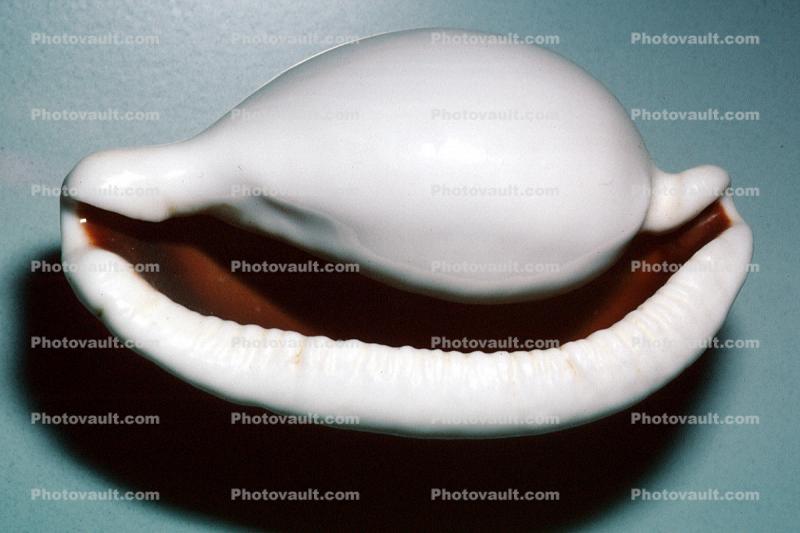 Egg Cowry, Sea Shell, (Ovula ovum), Cypraeoidea, Ovulidae, Ovulinae