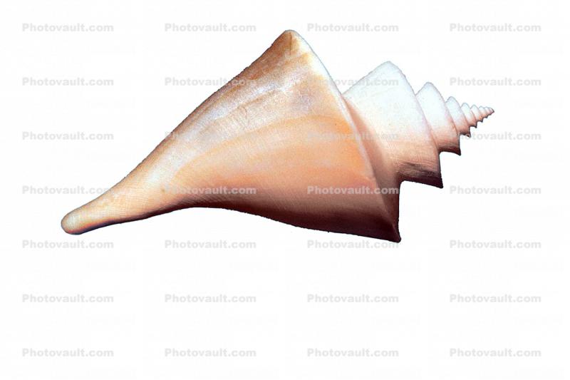 Japanese Thatcheria, (Thatcheria mirabilis), Conoidea, Raphitomidae, Sea Snail, seashell, shell, photo-object, object, cut-out, cutout, photo object