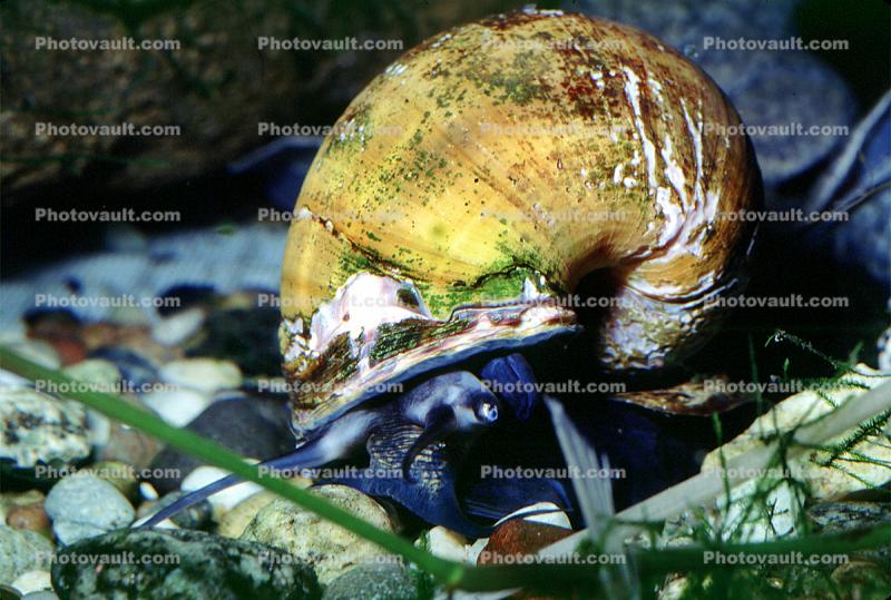 Ampullariidae, apple snails, freshwater