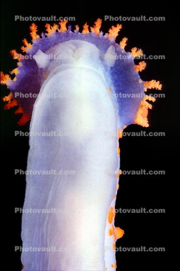 Sea-clown Nudibranch, (Triopha catalinae), Polyceroidea, Polyceridae, Triophinae