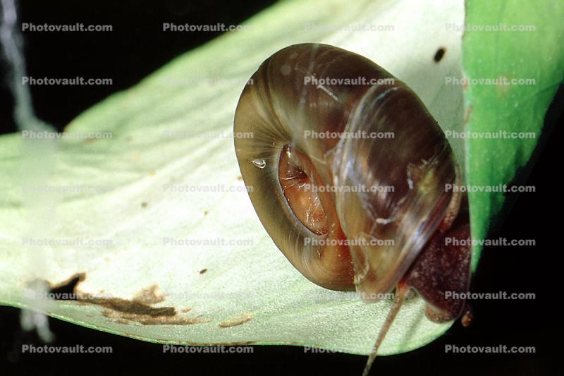 Ramshorn Snail  freshwater