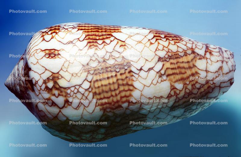 Textile Cone Snail, (Conus textile), Conoidea, Conidae, shell, predatory sea snail, venomous, poisonous