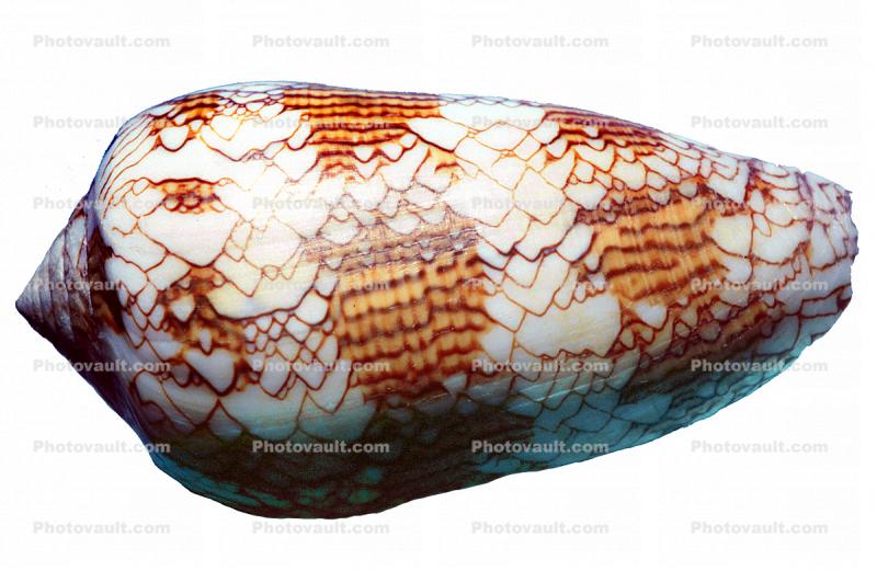 Textile Cone Snail, (Conus textile), Conoidea, Conidae, shell, predatory sea snail, photo-object, object, cut-out, cutout, venomous, poisonous, photo object