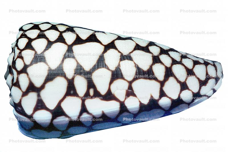 Marbled Cone Snail, (Conus marmoreus), Conoidea, Conidae, shell, predatory sea snail, photo-object, object, cut-out, cutout, venomous, poisonous, photo object