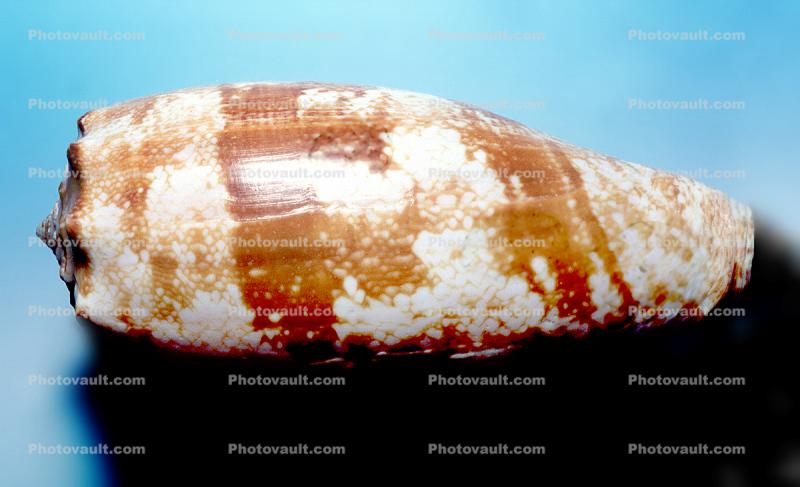Geographic Cone Snail, (Conus geographus), Conoidea, Coninae, venomous, poisonous