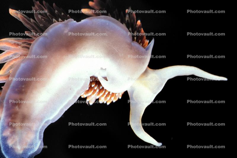 Opalescent Sea Slug, Nudibranch, (Hermissenda crassicornis), Aeolidioidea, Facelinidae