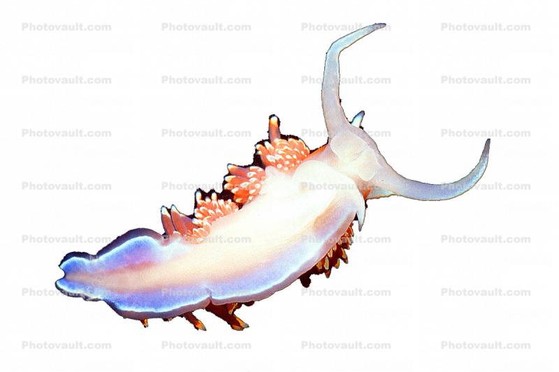 Opalescent Sea Slug, Nudibranch, (Hermissenda crassicornis), Facelinidae, photo-object, object, cut-out, cutout