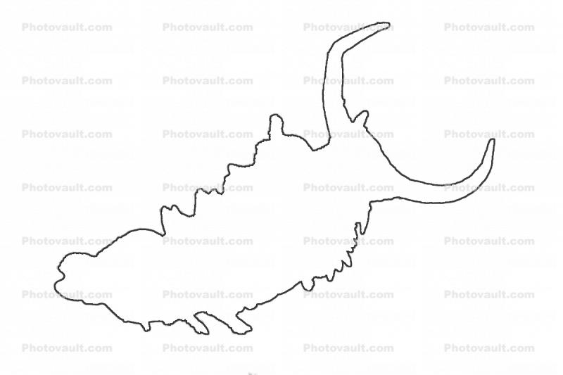 Opalescent Sea Slug outline, Nudibranch, (Hermissenda crassicornis), Facelinidae, Vector file available, line drawing, shape