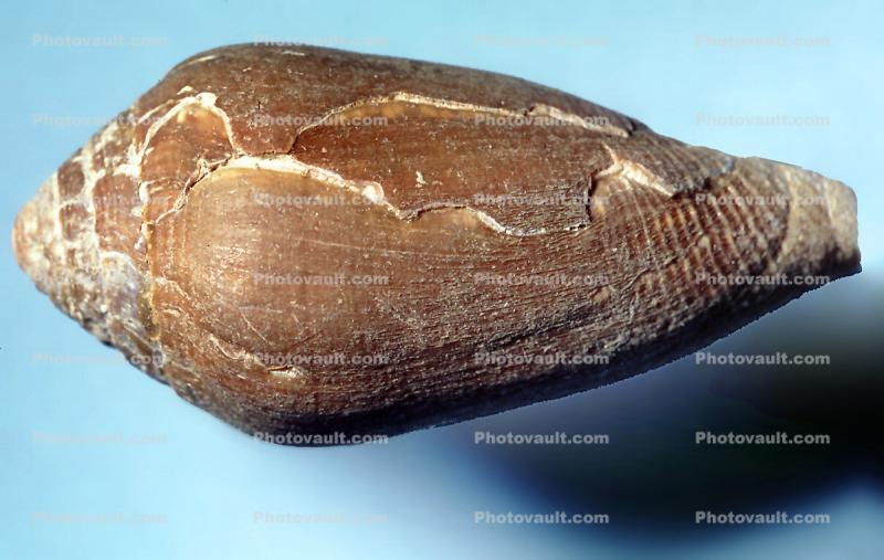 California Cone Snail, (Conus californicus), Conoidea, Conidae, Coninae, shell, predatory sea snail, venomous, poisonous