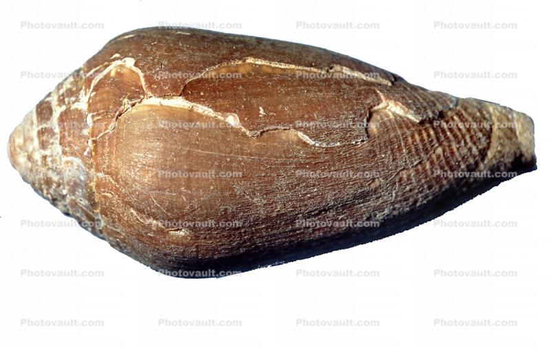California Cone Snail, (Conus californicus), Conoidea, Conidae, Coninae, shell, predatory sea snail, photo-object, object, cut-out, cutout, venomous, poisonous, photo object