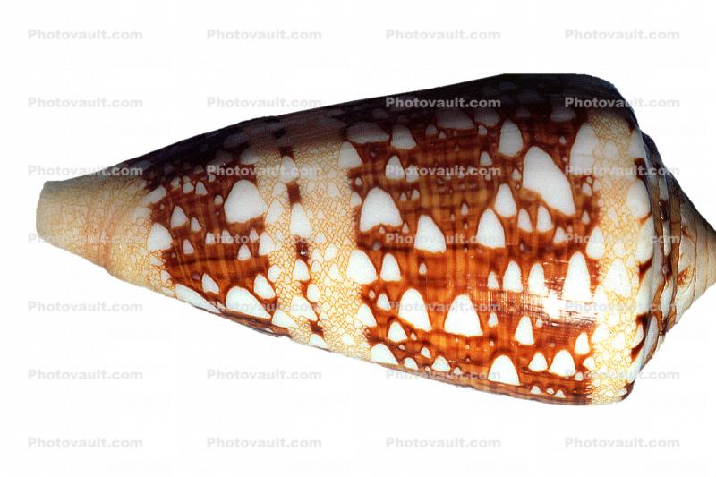 Cone Snail, (Conus tielatus), Conoidea, Conidae, Coninae, shell, photo-object, object, cut-out, cutout, venomous, poisonous