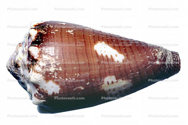 Brown Cone Snail, (Conus brunneus), Conoidea, Conidae, Coninae, shell, predatory sea snail, photo-object, object, cut-out, cutout, venomous, poisonous, photo object