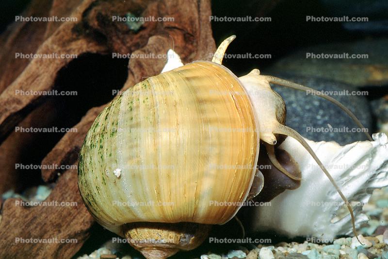 Ampullariidae, apple snails, freshwater