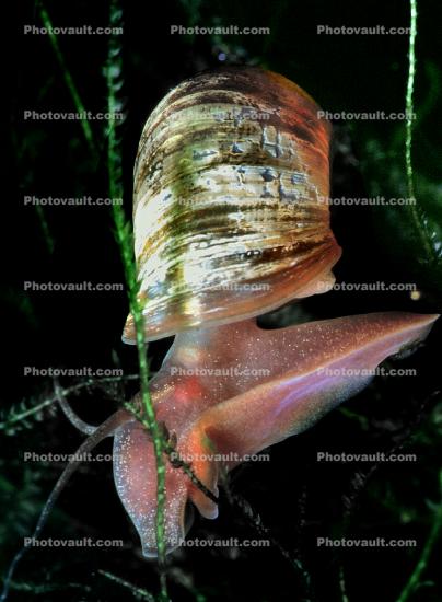 freshwater snail Ramshorn, shell