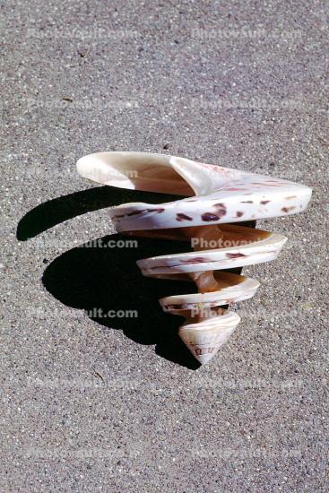 seashell, shell, spiral, Sea, Marine, sand