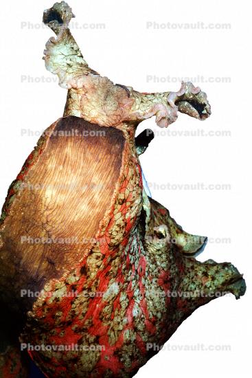 California Sea Hare, slug, (Aplysia californica), Aplysioidea, Aplysiidae, photo-object, object, cut-out, cutout