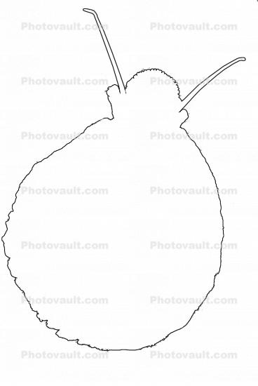 snail outline, line drawing, shape