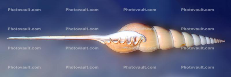 Shinbone Tibia, Panorama, (Tibia fusus), Stromboidea, Strombidae, conch, apertural view of the shell