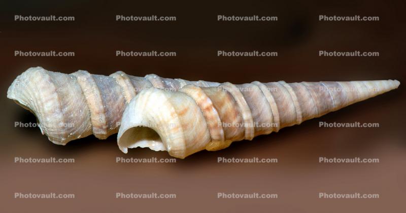Sea Snail Shell, (Turritella anactor), Cerithioidea, Turritellidae, Turritellinae