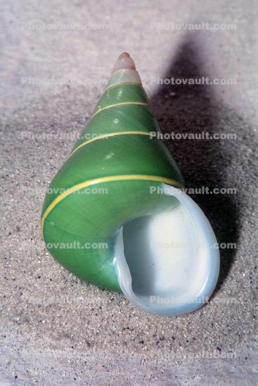 Manus Island Green Tree Snail, (Papustyla pulcherrima), Helicoidea, Camaenidae, northern New Guinea, air-breathing tree snail, endangered species, apertural view of the shell
