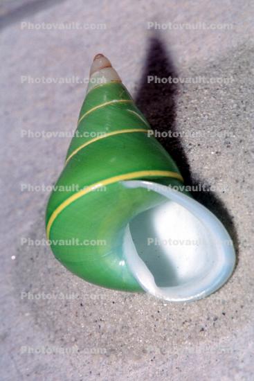 Manus Island Green Tree Snail, (Papustyla pulcherrima), Helicoidea, Camaenidae, northern New Guinea, air-breathing tree snail, apertural view of the shell