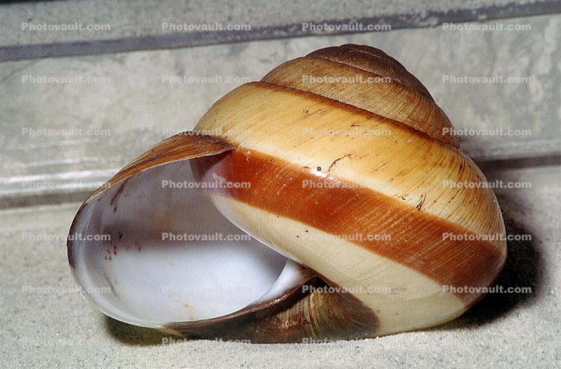 (Bertia cambojiensis), Dyakioidea, Dyakiidae, air-breathing land snail, terrestrial, apertural view of the shell