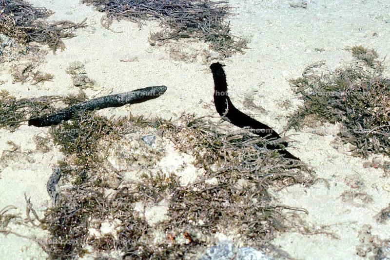 Sea Cucumber, Slugs, Trepang, Fiji