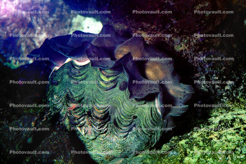 Giant Clam, (Tridacna gigas), Heterodonta, Euheterodonta, Cardioidea, Tridacninae