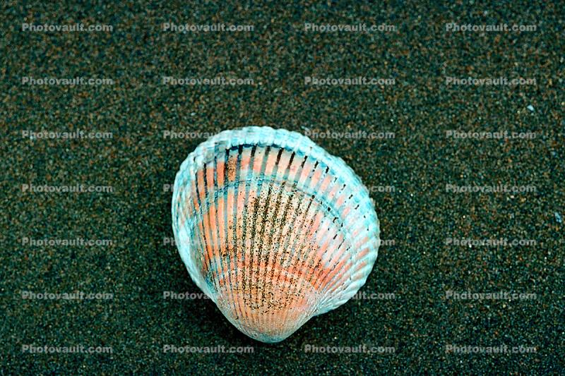 Scallop shell, sand, beach
