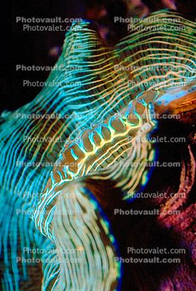 Giant Clam Abstract